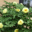 Paeonia suffruticosa gelb: Bild 5/5