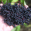 Sambucus nigra 'Haschberg': Bild 4/8