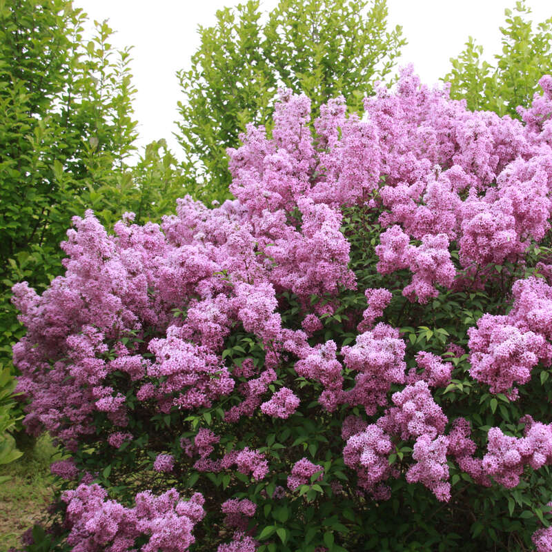 Chinesischer Flieder Syringa Chinensis Saugeana Lila