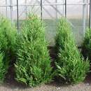 Cupressocyparis leylandii 'Jade' - Riesenzypresse