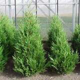 Cupressocyparis leylandii 'Jade' - Riesenzypresse