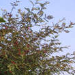 Zanthoxylum simulans perforatum: Bild 7/7