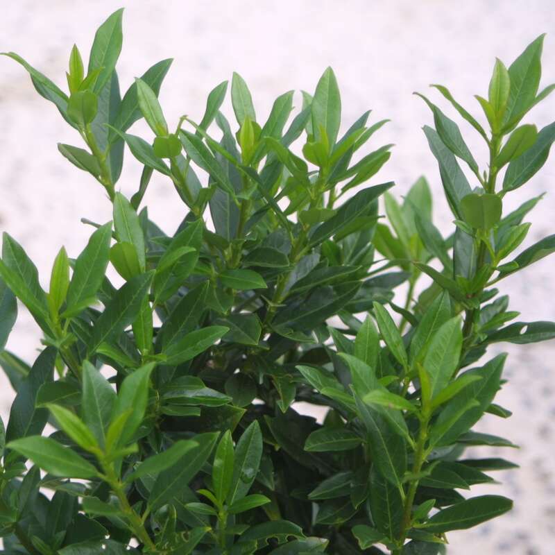 malen nach zahlen monstera Malen nach Zahlen
