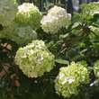 Viburnum macrocephalum: Bild 3/10