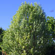 Sorbus aria 'Lutescens': Bild 5/8