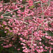 Euonymus bungeanus 'Dart's Pride': Bild 2/4