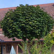 Acer platanoides 'Globosum': Bild 5/8
