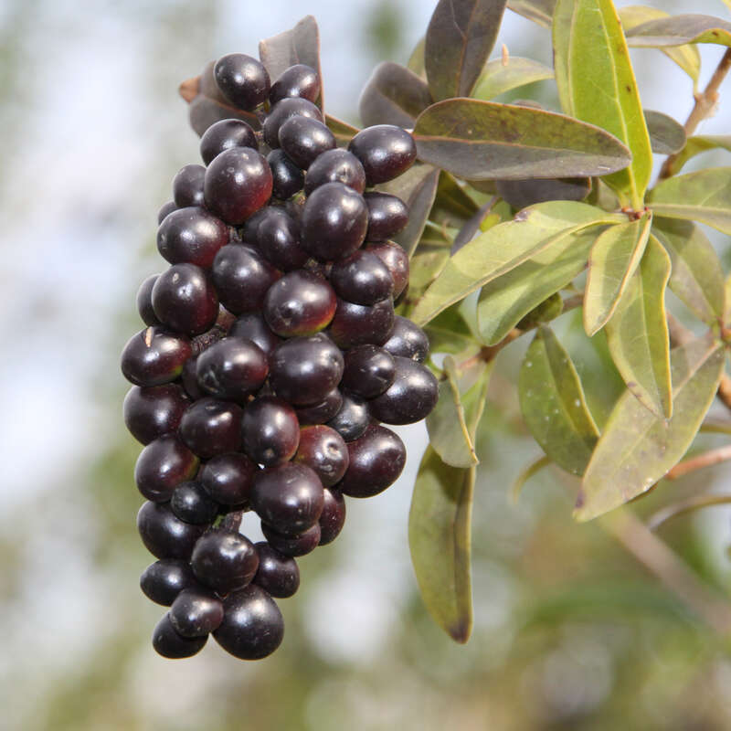 badam plant Buy Almond Plant