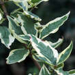 Cornus mas 'Variegata': Bild 3/4