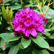Rhododendron Hybride - rot  PG2: Bild 2/5