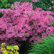 Azalea Japan Hybride - rosa: Bild 2/2