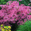 Azalea Japan Hybride - rosa: Bild 2/2