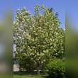 Fraxinus ornus: Bild 6/6