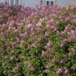 Syringa meyeri 'Palibin': Bild 5/7