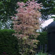 Toona sinensis 'Flamingo': Bild 7/7
