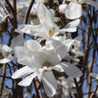 Magnolia loebneri 'Merrill': Bild 3/8