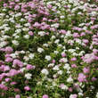 Spiraea japonica 'Shirobana': Bild 3/6