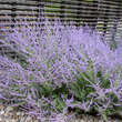 Falscher jasmin pflanze Falscher jasmin pflanze