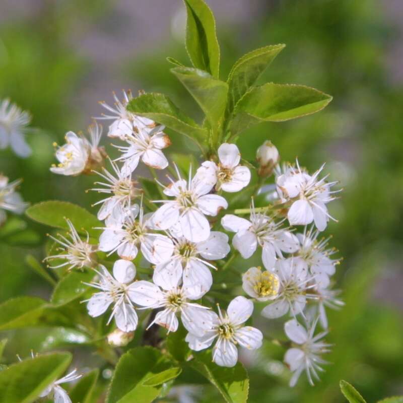 Kugelkirsche Prunus eminens 'Umbraculifera' weiß