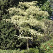 Cornus controversa 'Variegata': Bild 3/5