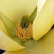 Magnolia 'Hot Flash': Bild 2/3