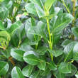 Prunus laurocerasus 'Etna': Bild 2/7