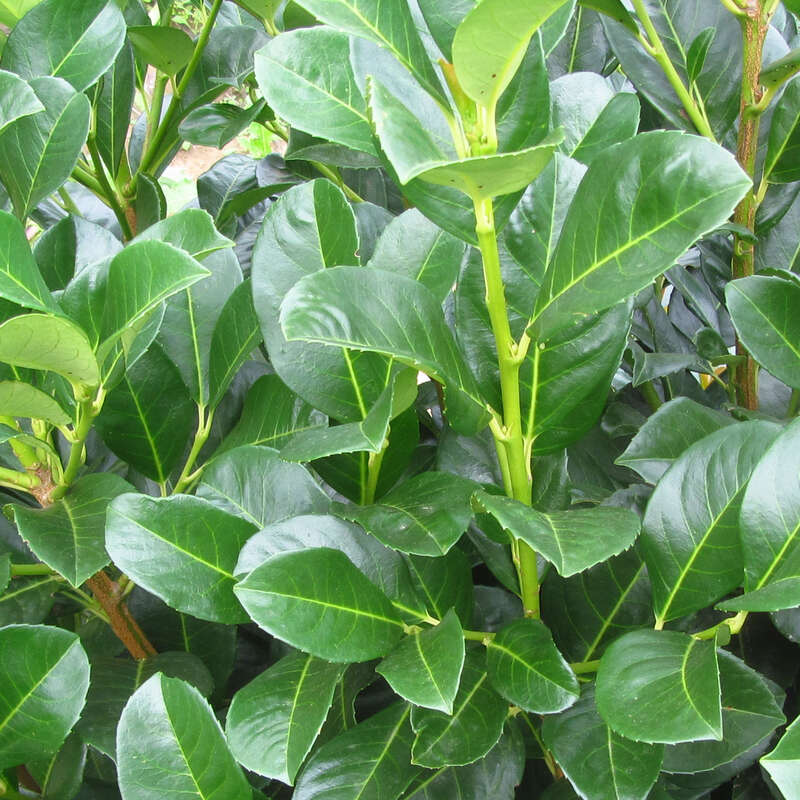 Kirschlorbeer Prunus laurocerasus 'Etna' weiß