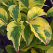 Cornus florida 'Sunset': Bild 4/6