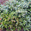 Prunus laurocerasus 'Mount Vernon': Bild 2/2