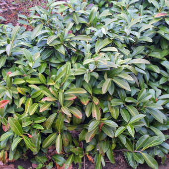 Kirschlorbeer - Prunus laurocerasus 'Mount Vernon' - wei