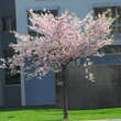 Prunus 'Accolade': Bild 8/8