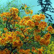 Azalea Großblumig - orange: Bild 5/6