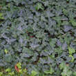 Hedera helix: Bild 8/9
