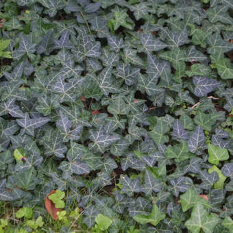 Heimischer Efeu - Hedera helix - grn