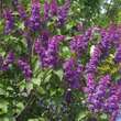 Syringa vulgaris 'Andenken an Ludwig Späth': Bild 2/5
