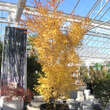 Acer palmatum 'Sangokaku': Bild 4/4