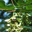 Acer pseudoplatanus: Bild 2/6