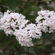 Viburnum carlesii 'Aurora': Bild 3/7