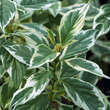Cornus sericea 'White Gold': Bild 3/4