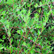 Salix repens 'Saret': Bild 5/5