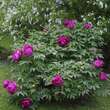Paeonia suffruticosa rot: Bild 7/7