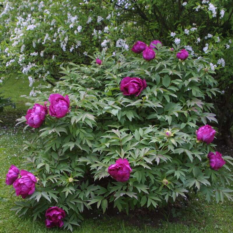StrauchPfingstrose Paeonia suffruticosa rot rot