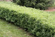 Ligustrum vulgare 'Lodense': Bild 5/9