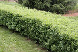 Ligustrum vulgare 'Lodense' - Zwerg-Liguster