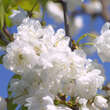 Prunus avium 'Plena': Bild 3/4