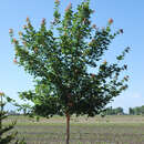 Acer 'Pacific Sunset' - Feuriger Ahorn