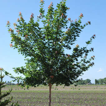 Acer 'Pacific Sunset'