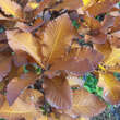 Quercus pontica: Bild 4/6