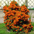 Pyracantha 'Saphyr Orange': Bild 3/3