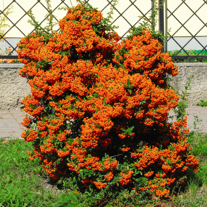 Feuerdorn - Pyracantha 'Saphyr Orange' - weiß